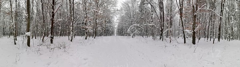 Panoramic view of a snowy forest trail flanked by snow-covered trees, Rennsteig, Frankenwald nature park Park