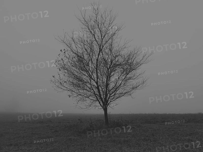 A single tree stands in a foggy, black and white winter landscape, Franconian Forest nature park Park