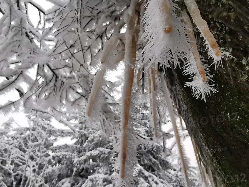 Close-up of icicles and frosty branches in the forest, Fichtelgebirge, Bavaria