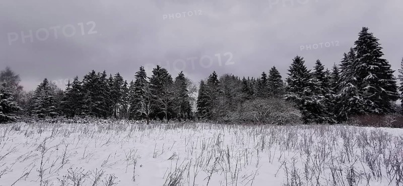 Open snowy area with limited row of trees under grey winter sky, Rennsteig, Thuringian Forest