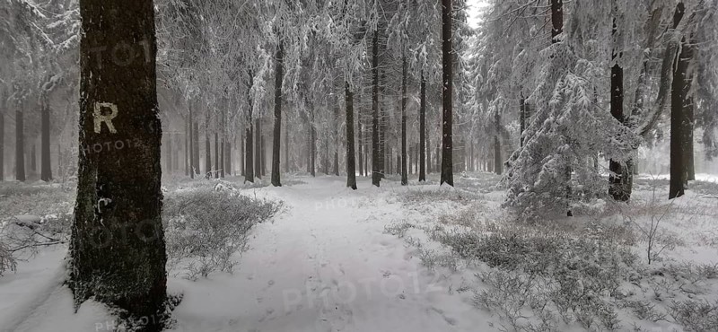 Snowy forest trail with sign in a quiet atmosphere between tall trees, Rennsteig, Thuringian Forest