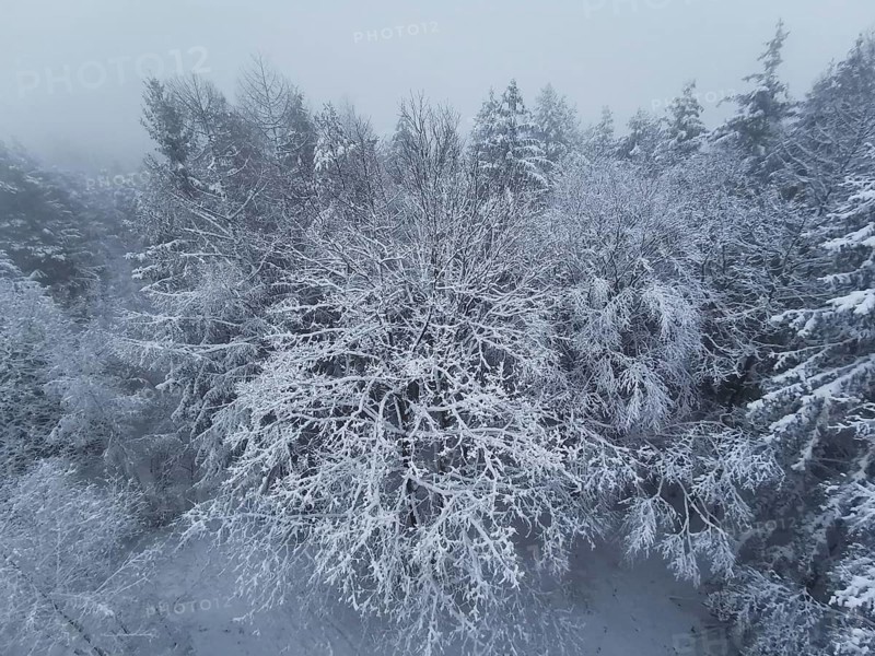 Snowy forest under fog, trees with thick layers of snow, quiet winter atmosphere, Franconian Forest