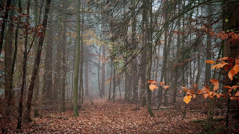 Mystical forest trail with autumn leaves and fog, mystical, romantic, Franconian Forest nature park Park