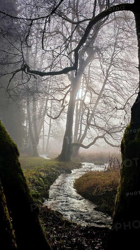 Narrow stream winds through foggy forest, sun rays break through bare treetops, mystical, romantic, Rennsteig, Frankenwald