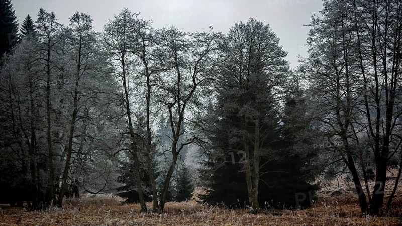 A frosty forest in cool winter light with bare trees and an eerie atmosphere, mystical, romantic, Rennsteig, Frankenwald