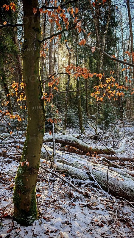 An autumnal forest with scattered colorful leaves and warm sunlight, mystical, romantic, Rennsteig, Thuringian Forest