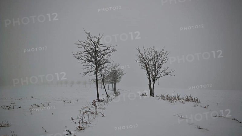 A snow-covered path, lined with bare trees under a foggy sky, mystical, romantic, Rennsteig, Thuringian Forest