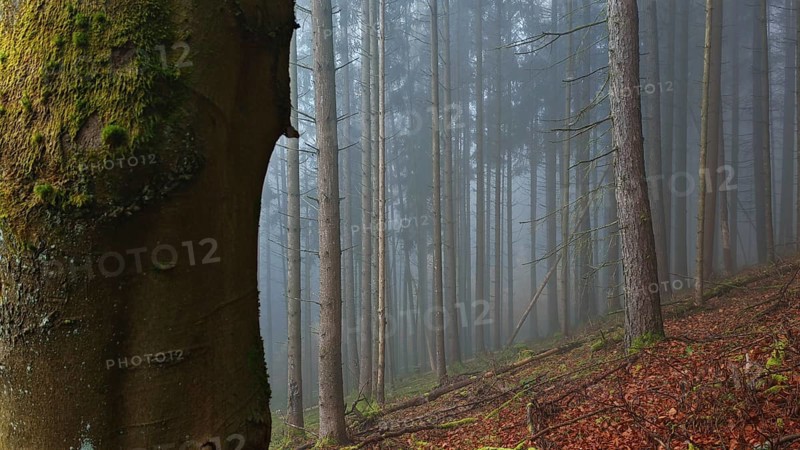 Misty forest with tall trees and moss, mystical, romantic, Franconian Forest nature park Park