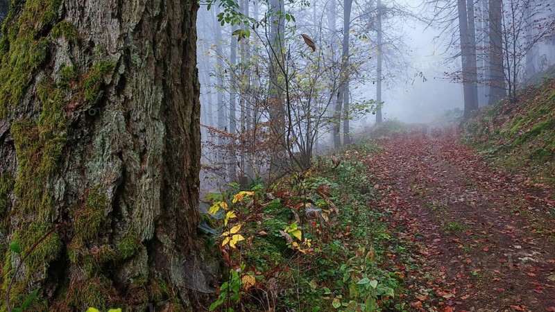 A foggy forest trail with autumn leaves and large trees creates a mystical atmosphere, mystical, romantic, Franconian Forest nature park Park