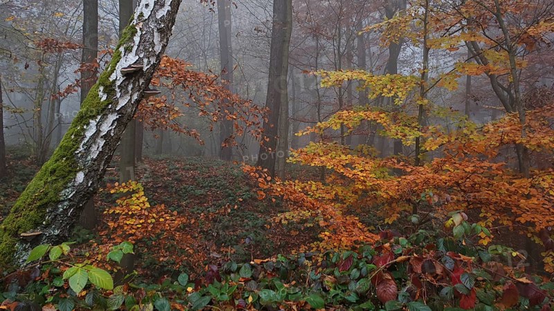 Birch bark and colorful leaves in a foggy autumn forest, mystical, romantic, Franconian Forest nature park Park