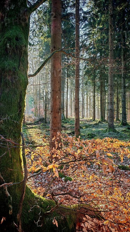 Sunlight falls through the trees onto the forest floor, covered with colorful autumn leaves and moss, Rennsteig, Frankenwald