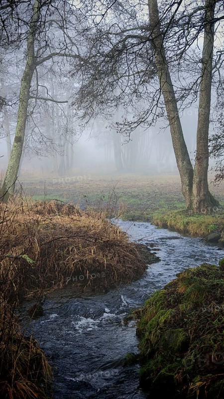 Small stream flows through foggy forest, surrounded by bare trees and autumn leaves, mystical, romantic, Rennsteig, Frankenwald