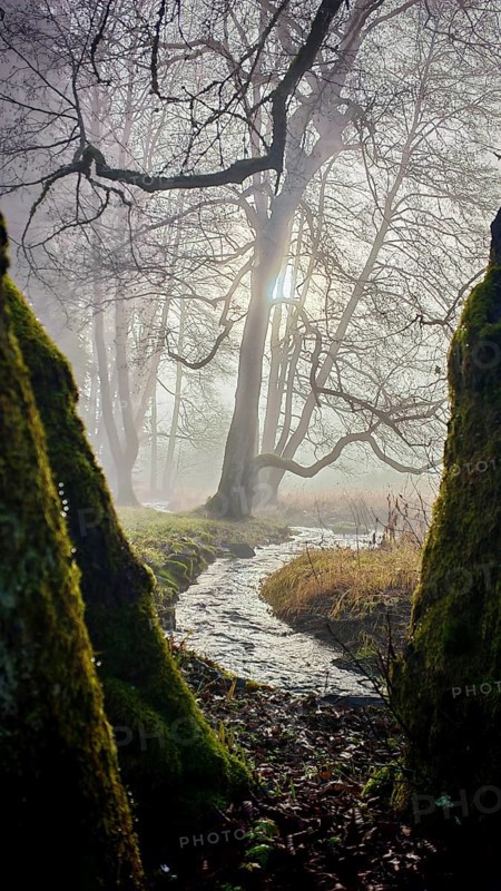 A small stream flows through a foggy forest, pierced by sunlight, surrounded by moss-covered trees, mystical, romantic, Rennsteig, Franconian Forest