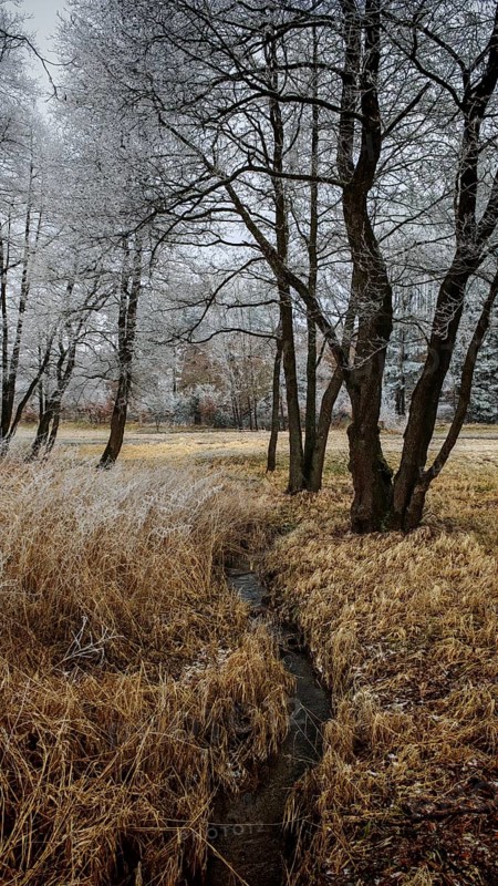 A wintry field with trees covered by a thin layer of snow, small stream, mystical, romantic, Rennsteig, Frankenwald