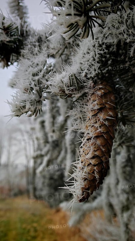 A cone covered by frosty ice crystals hangs on a pine branch, Rennsteig, Frankenwald nature park Park
