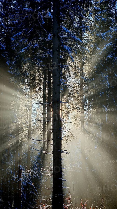 Rays of light penetrate a snowy forest and create an enchanting winter atmosphere, mystical, romantic, Frankenwald nature park Park