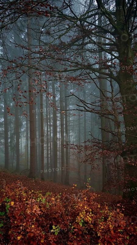 Misty forest with tall trees and brown leaves, a quiet and mysterious landscape, mystical, romantic, Franconian Forest nature park Park
