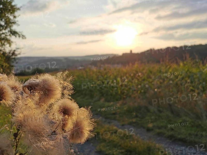Fluffy plants in the foreground, sunset, fields in the distance