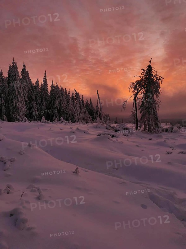 A snowy forest at sunset with dramatically glowing sky, Rennsteig, Thuringian Forest