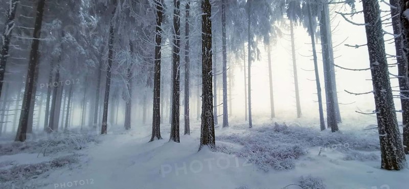 Snowy forest in winter, tall trees rising into the misty light, mystical, romantic, Rennsteig, Thuringian Forest