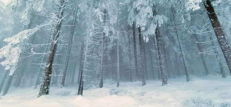 Snowy coniferous forest with foggy, bluish tones and a cold atmosphere, Rennsteig, Thuringian Forest