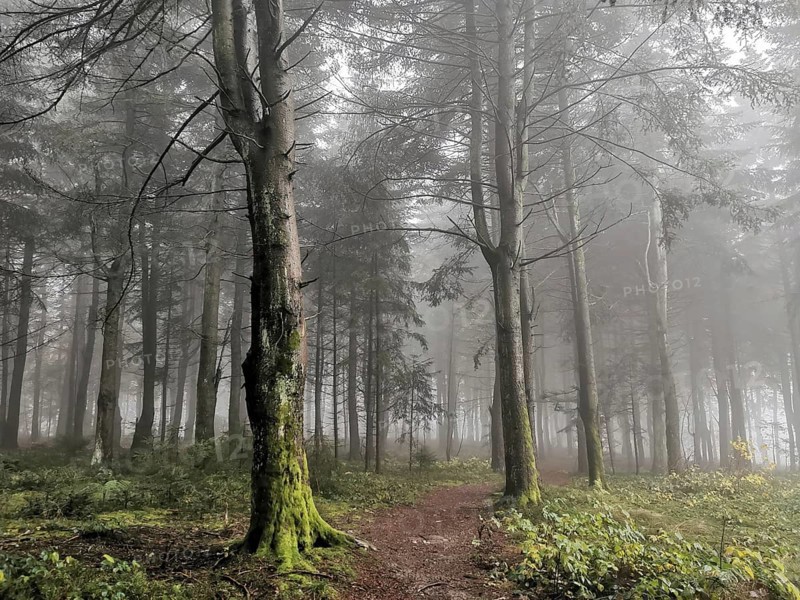 Mystical forest trail surrounded by tall trees and thick fog in a quiet atmosphere, mystical, romantic, Franconian Forest nature park Park