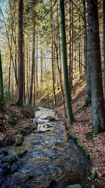 Clear stream flows through a sunlit forest surrounded by autumn leaves