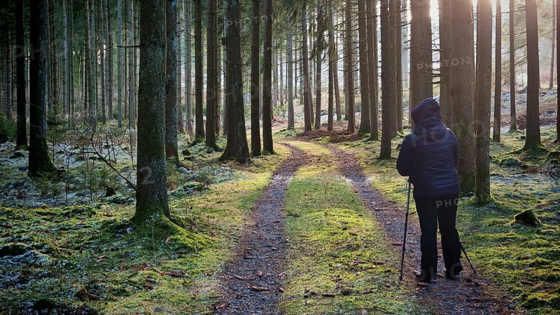 Person walking through seamless forest flooded with sunshine