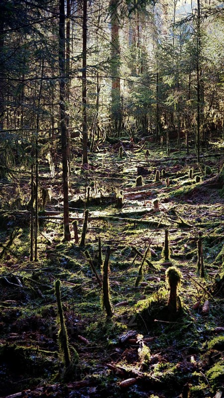 Light-flooded forest with moss, creates a quiet and untouched atmosphere