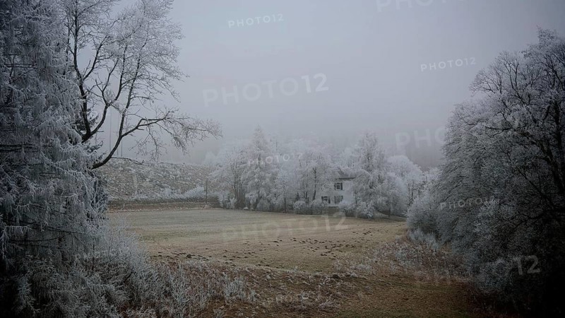 Detached house surrounded by snow-covered trees and thick fog, creates a quiet winter atmosphere