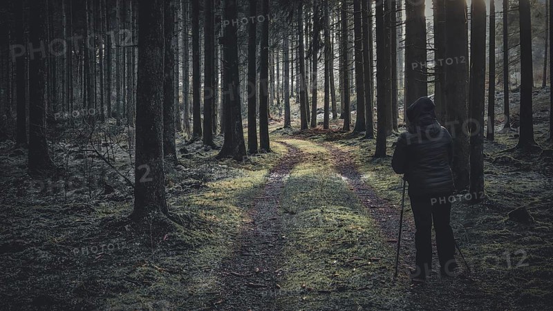 A person with Nordic walking sticks walks through a mossy forest path in the soft morning light