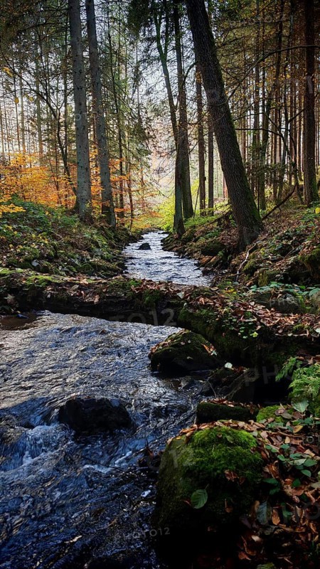 Quiet stream, surrounded by idyllic autumnal forest and trees, romantic atmosphere, Frankenwald nature park Park