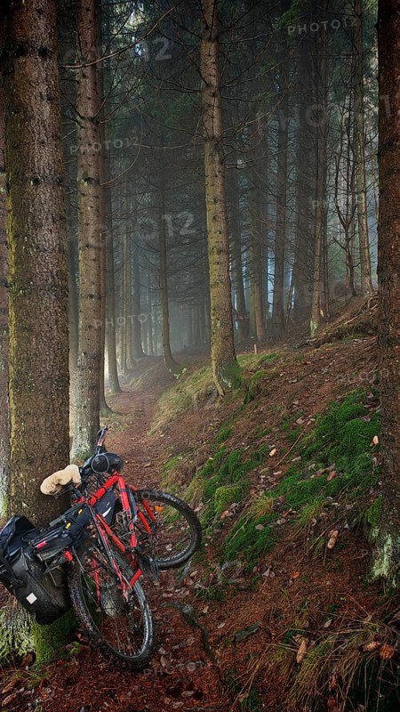 A bicycle leaning against a tree in a foggy forest on a moss-covered path, mystical, romantic, Rennsteig, Frankenwald