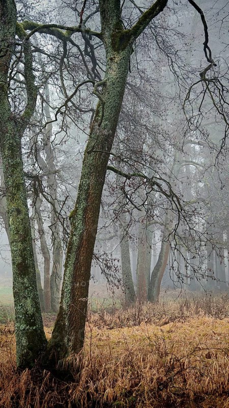 Clouds of fog surround old trees in a mystical forest at dawn, mystical, romantic, Rennsteig, Frankenwald