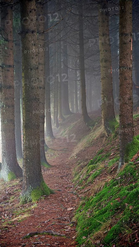 A quiet, moss-covered path snakes through a foggy forest, mystical, romantic, Rennsteig, Frankenwald