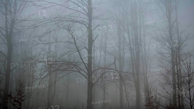 Foggy and bare forest with tall trees that create a gloomy atmosphere, mystical, romantic, Rennsteig, Thuringian Forest