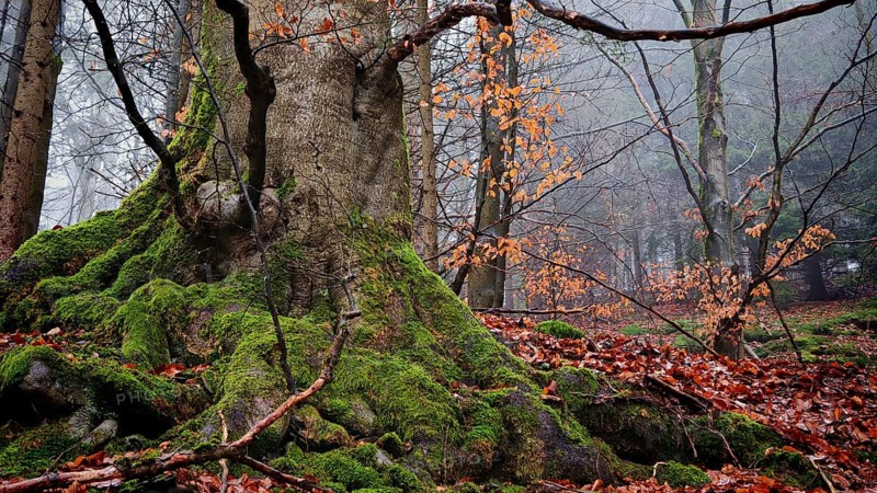 Large tree in autumn forest, covered with moss and surrounded by colorful leaves, mystical, romantic, Rennsteig, Franconian Forest
