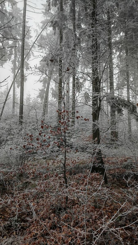 Iced red leaves in a frosty, goby-foggy forest, mystical, romantic, Rennsteig, Frankenwald
