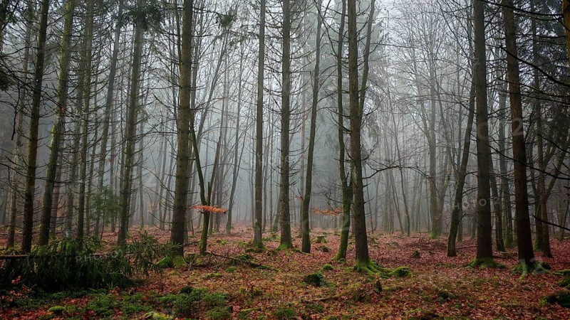 Autumn forest with colorful leaves and light fog, mystical, romantic, Rennsteig, Frankenwald