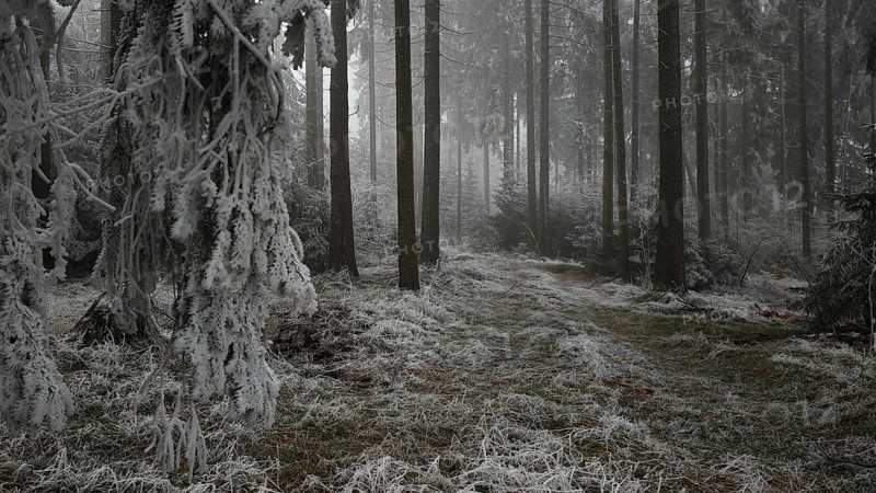 Frosty forest with foggy atmosphere and quiet, cold atmosphere, mystical, romantic, Rennsteig, Franconian Forest