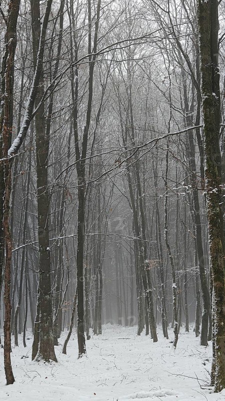 Snow-covered forest with tall trees in a quiet winter atmosphere, mystical, romantic, Rennsteig, Frankenwald
