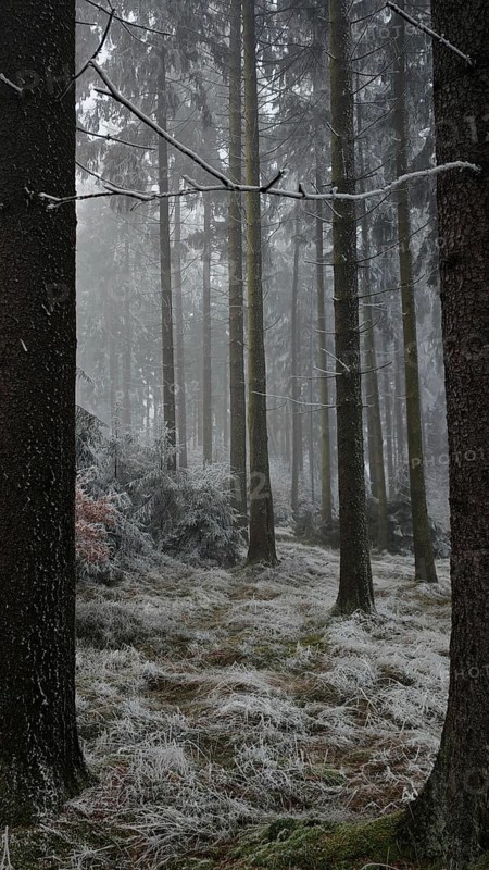 Tall trees in a foggy, frosty forest in wintry weather, mystical, romantic, Rennsteig, Franconian Forest
