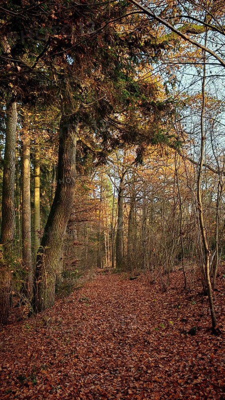 Autumn forest trail covered with colorful leaves in the evening light, mystical, romantic, Franconian Forest nature park Park