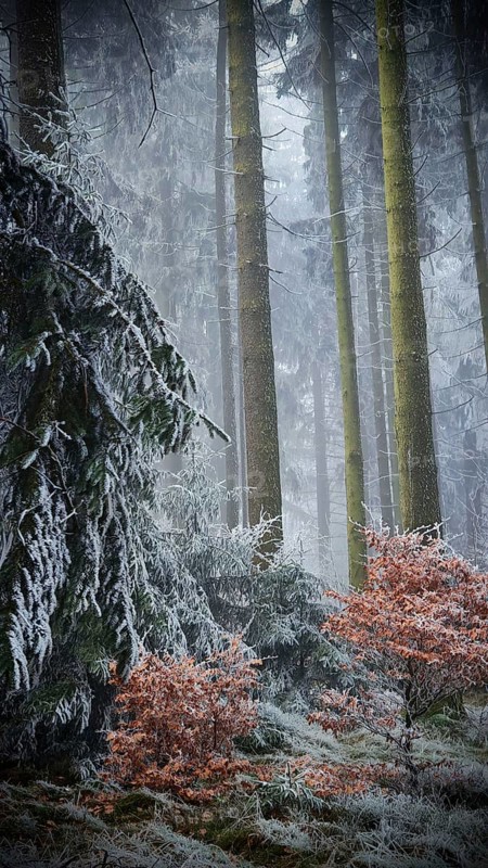 Snowy forest with trees, frosty atmosphere, mystical, romantic, Rennsteig, Frankenwald