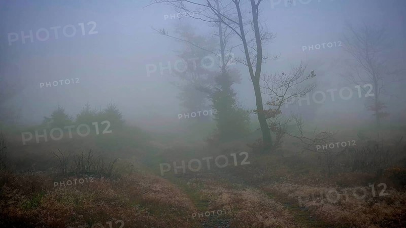 Misty landscape with bare trees and gloomy light, mystical, romantic, Rennsteig, Thuringian Forest