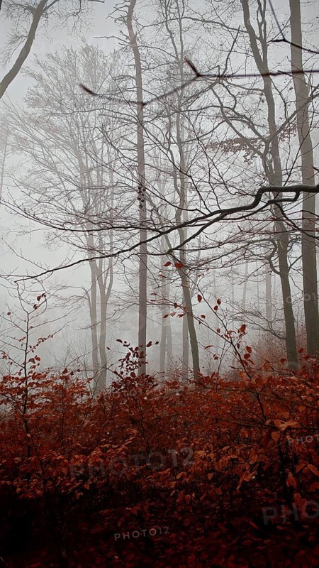 Hazy forest with red leaves and thin branches in a melancholy mood, mystical, romantic, Franconian Forest nature park Park