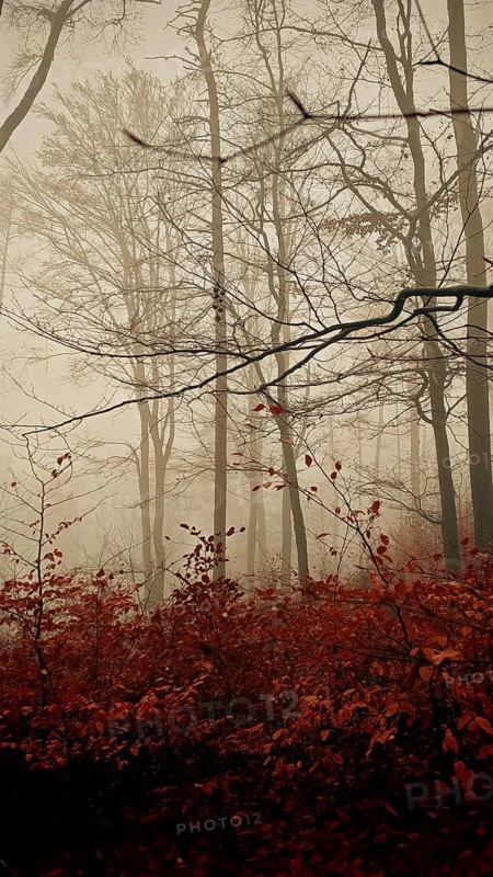Picturesque foggy forest scene with dark trees and red autumn leaves, mystical, romantic, Franconian Forest nature park Park