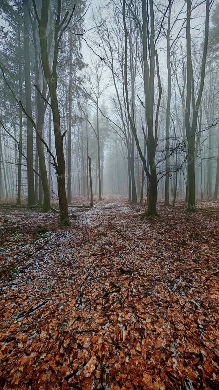 A quiet forest trail with fog and fallen leaves