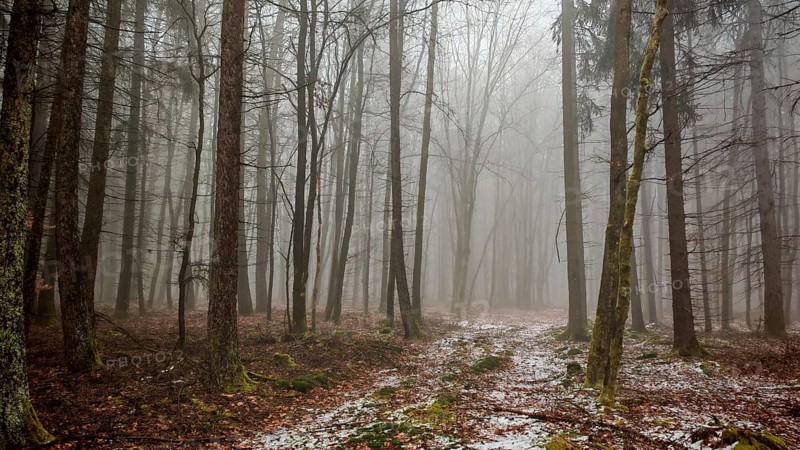 A quiet, foggy forest with autumn leaves on the ground