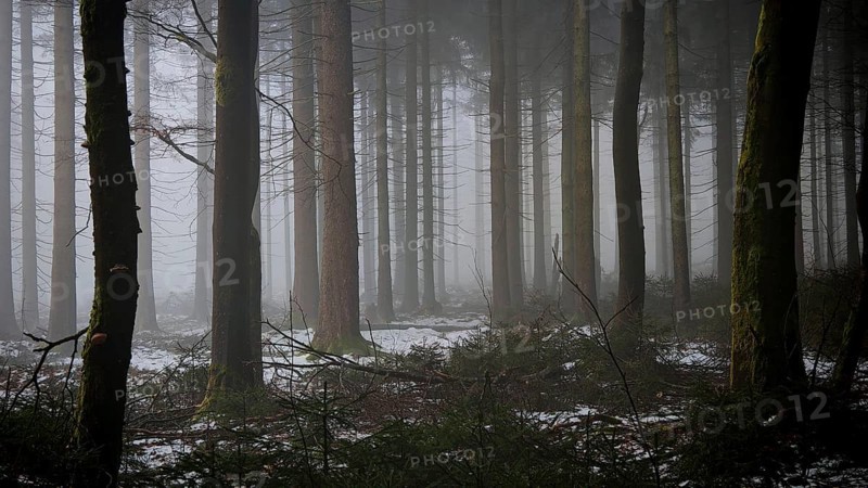 A quiet, foggy forest with some snow in the undergrowth